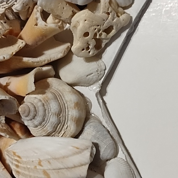 10 Inch Shell Star - Picture 7 of 13